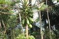 Papaya fruit is still green.