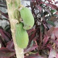 papaya fruit that is still small and young Royalty Free Stock Photo