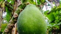 papaya fruit is still young Royalty Free Stock Photo