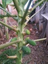 papaya fruit that is still young and still has flowers Royalty Free Stock Photo