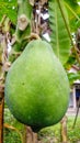 papaya fruit is still young Royalty Free Stock Photo