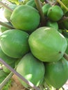 Papaya fruit on the tree.