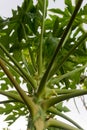 Papaya fruit tree leaf tropical lush foliage