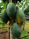 Papaya fruit on the tree in a natural organic garden, with has green papaya fruits, and ripe yellow. Royalty Free Stock Photo