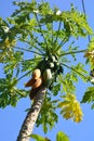 Papaya fruit on the tree in Papaya plantations Royalty Free Stock Photo