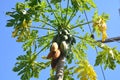 Papaya fruit on the tree in Papaya plantations Royalty Free Stock Photo