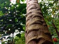 papaya fruit tree trunk details