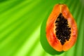 Papaya fruit on tropical green background with shadows of palm tree. Halved fresh organic Papaya Royalty Free Stock Photo