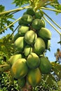 Papaya fruits Royalty Free Stock Photo