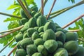 Papaya fruits