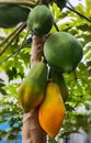 The papaya fruits have many mineral, vitamin, and other benefits