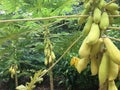 Papaya fruits in a papya tree Royalty Free Stock Photo