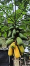 Papaya fruits are ripe today, ready to be harvested when it drizzles.