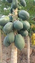 Papaya furit on the papaya tree Royalty Free Stock Photo