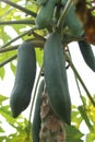 Papaya gardening, Herb fruit on tree .Selective focus.
