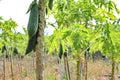 Papaya gardening, Herb fruit on tree . Selective focus.