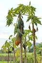 Papaya gardening, Herb fruit on tree . Selective focus.