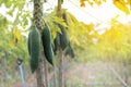 Papaya gardening, Herb fruit on tree . Selective focus.