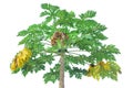 Papaya green tree with  papaya fruit on white background.with pathing Royalty Free Stock Photo