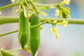 Small papaya