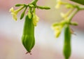 Small papaya