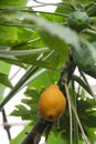 Papaya grows on a tree in a botanical garden