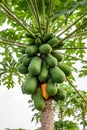 Papaya holland species on top of trunk in plantation