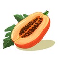 Papaya icon. Papaya image isolated. Sliced papaya in flat design