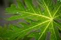 Papaya leaf with droplets Royalty Free Stock Photo