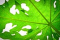 papaya leaf Royalty Free Stock Photo