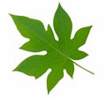 Papaya leaf isolated on white background Royalty Free Stock Photo