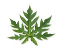 Papaya leaf isolated on the white background Royalty Free Stock Photo