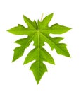 Papaya leaf isolated on white Royalty Free Stock Photo
