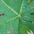 Papaya leaf leaf water drops leaflower Royalty Free Stock Photo