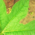 Papaya leaf leaf water drops leaflower Royalty Free Stock Photo