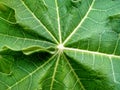Papaya leaf macro texture Royalty Free Stock Photo