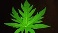 Papaya leaf night time image