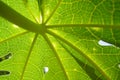 Papaya leaf pattern.