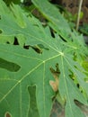 papaya leaf view angle high