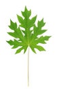 Papaya leaf