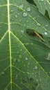 Papaya leave with rain drop , background texture Royalty Free Stock Photo