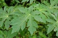 Papaya leaves