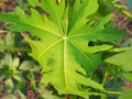 Papaya leaves.