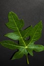 papaya leaves with a black background