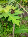 papaya leaves