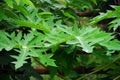 Papaya leaves contain alkaloids and flavonoids Royalty Free Stock Photo