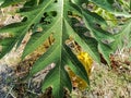 Papaya leaves are dark green and the leaf fibers look beautifully arranged. underneath dead papaya leaves and wild grass