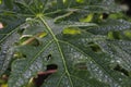 Papaya Leaves with dewdrops after rain in the morning