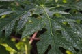 Papaya Leaves with dewdrops in the morning after rain