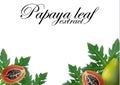 Papaya leaves extract background for banner, celebration, holiday, packaging, poster, card. Realistic 3d leaf vector illustration.